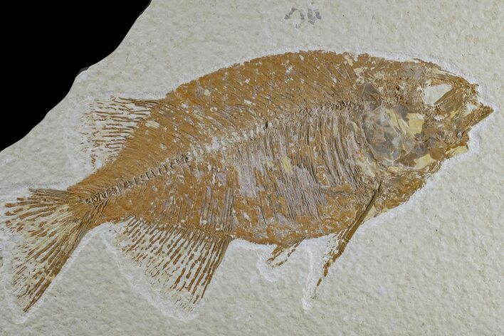 Bargain, Fossil Fish (Phareodus) - Uncommon Species #165846